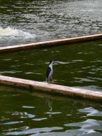 廣州動物園暢玩秘籍來啦