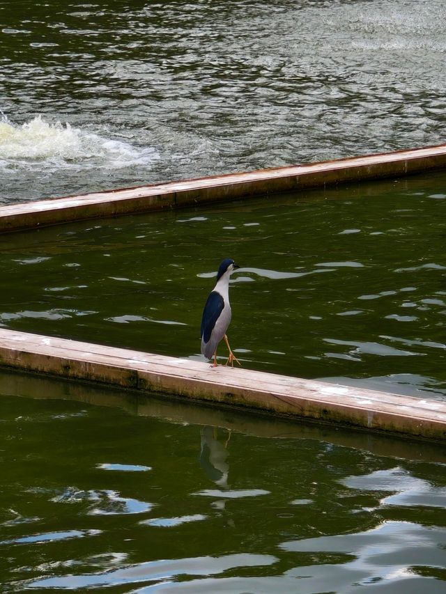 廣州動物園暢玩秘籍來啦