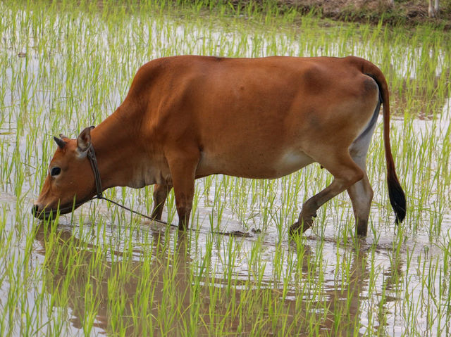 Celebrating farmers day!