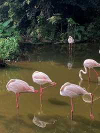 廣州動物園 | 無3小時走不出來。