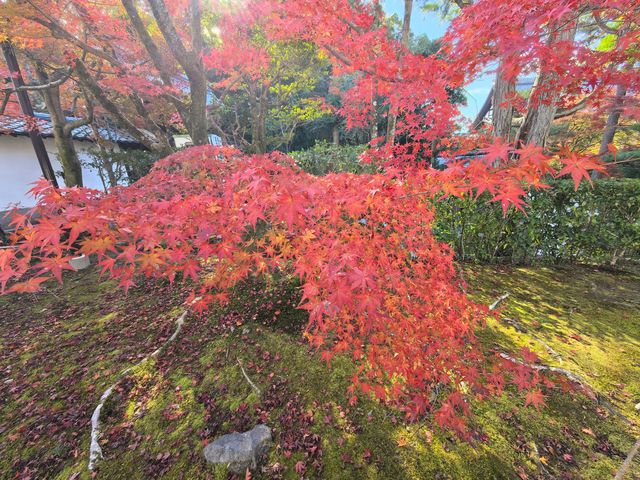 京都賞楓頂流之一：東福寺