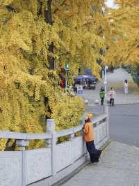 成都！！這條銀杏路線人少又好拍