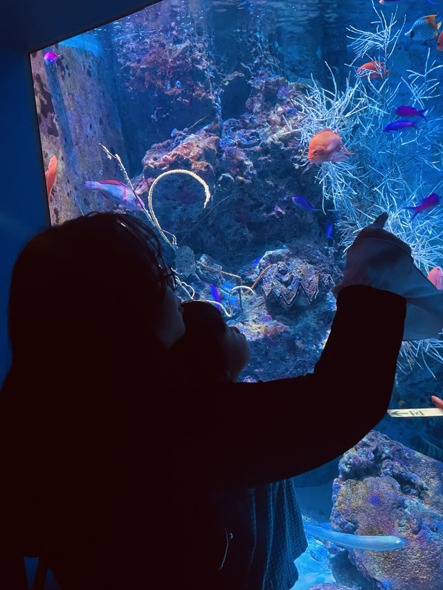 沖繩｜美麗海水族館