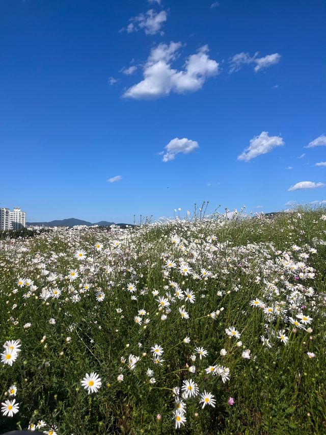 모든 가을 꽃을 구경할 수 있는 양주 나리농원 나들이🌸