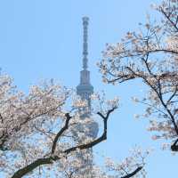 Sakura in Love Tokyo