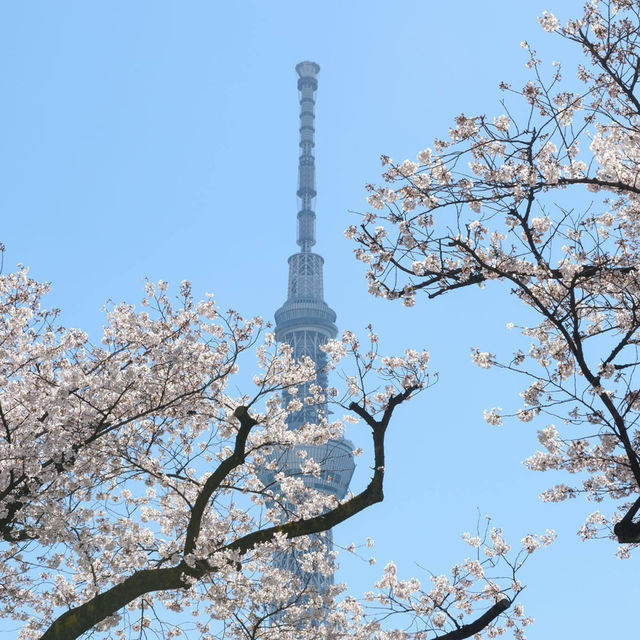 Sakura in Love Tokyo