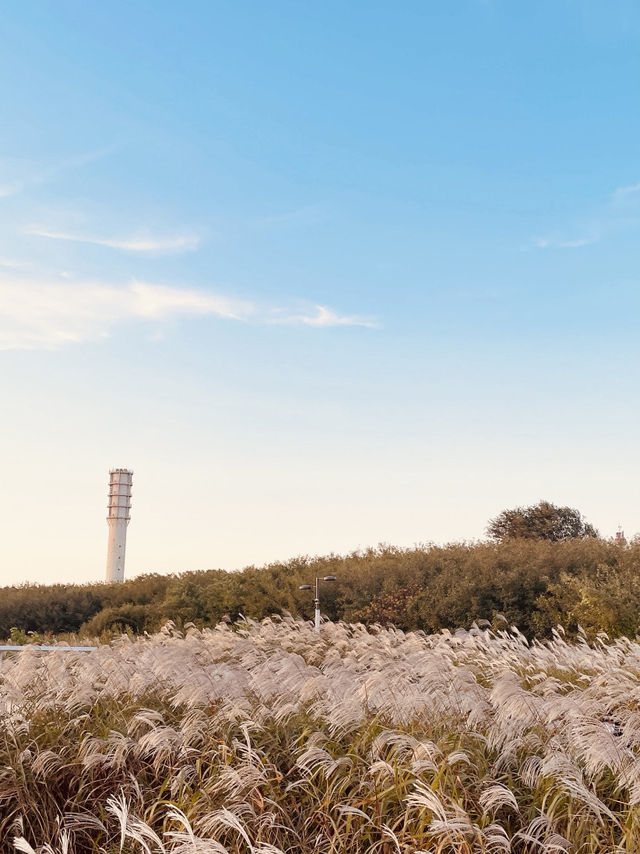 Sky Park m: Autumn Eulalia Field