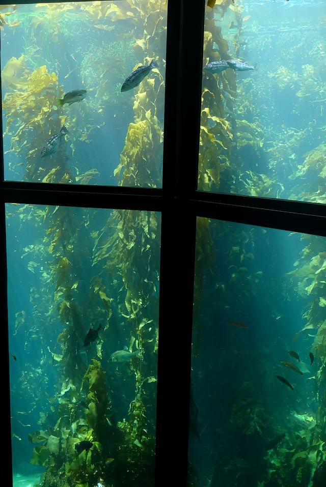 怎麼會有那麼夢幻的水族館！