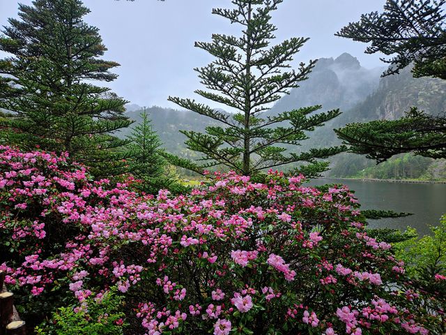 索瑪花開螺髻山