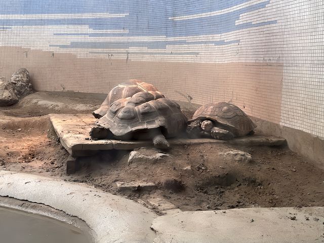 中國開放最早的動物園——北京動物園