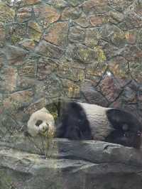 南京紅山動物園 | 誰還不知道動物園免費啦。