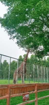 走進香市動物園，開啟一場奇妙的動物王國之旅。