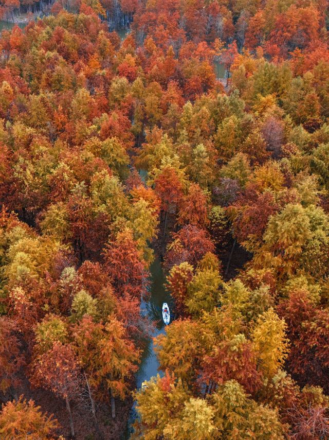 紅葉指數70%！！附紅杉林出片攻略。