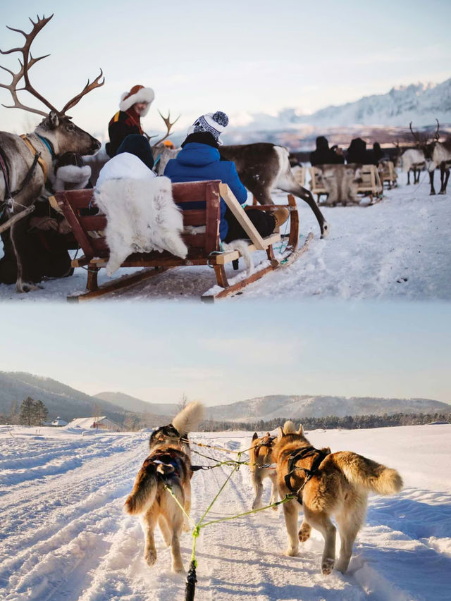 特罗姆瑟|狗拉雪橇VS馴鹿怎麼選。