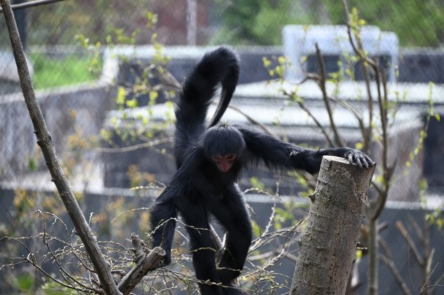 南京紅山森林動物園