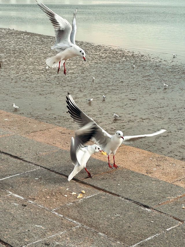 反向目的地旅行｜青島看海 citywalk