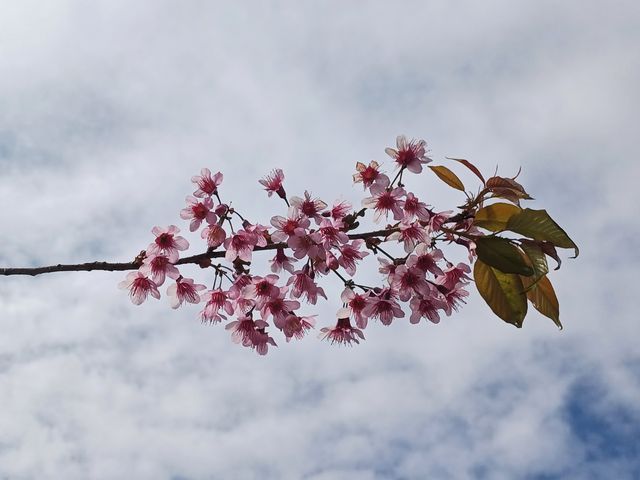 撈魚河公園——樹和鳥的樂土