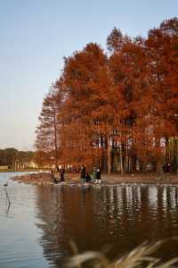 世紀公園落羽杉紅到頂了