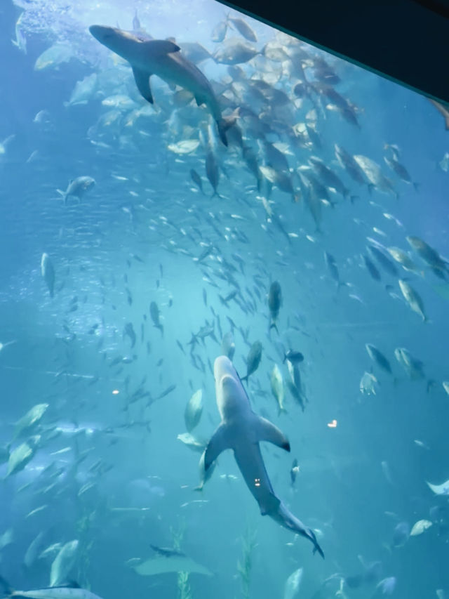 🇰🇷 韓國濟州島最知名的旅遊景點之一！🐠 Aqua Planet水族館