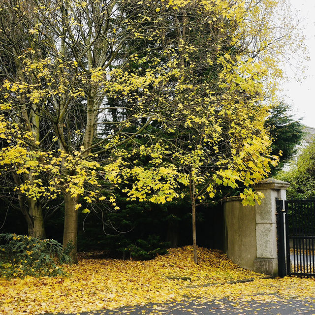 Wake me up when autumn comes to Ireland