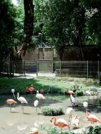 奇趣自然之旅：馬來西亞國家動物園漫遊記