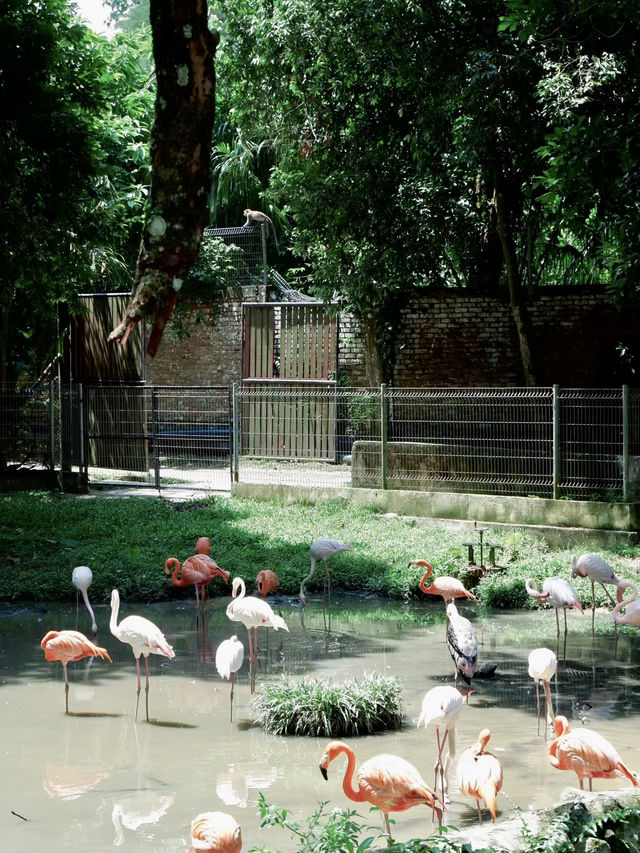 奇趣自然之旅：馬來西亞國家動物園漫遊記