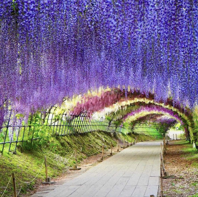 河內藤園，最美麗的紫藤絕景