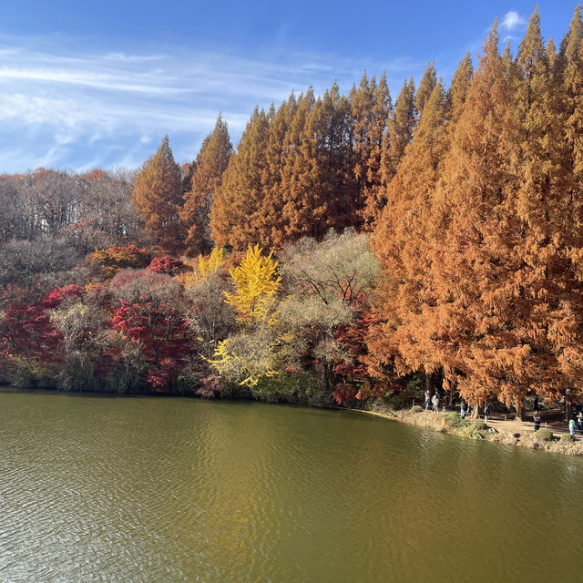 웅장한 메타세콰이어와 함께한 단풍놀이 외대 용인캠퍼스🍁