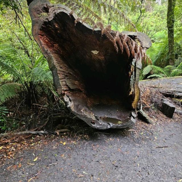 Great Otway National Park, Victoria