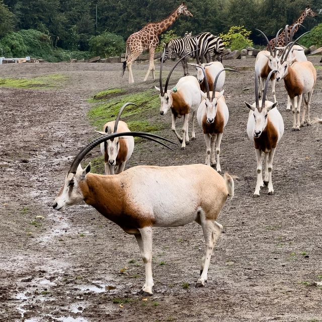 Dublin Zoo is just WoW 🗺️