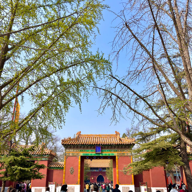 Lama Temple in Beijing with pink blossoms 🌺