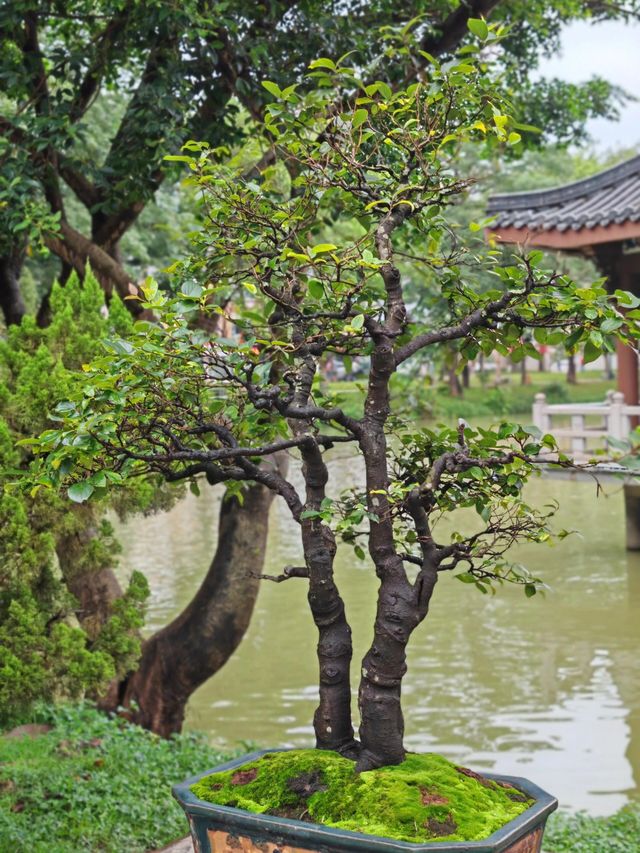 西湖不僅杭州有，這裡的西湖也很美！