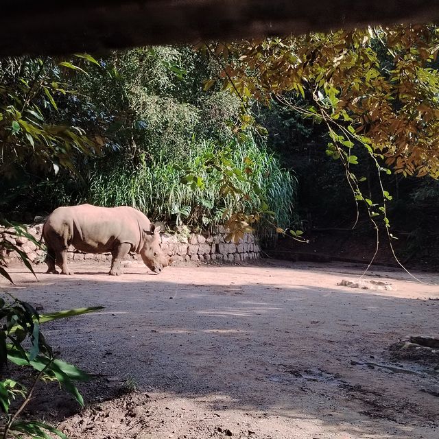 國家森林公園最自由的動物。