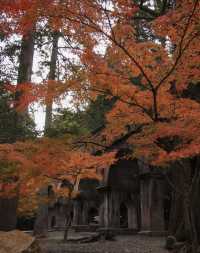 京都 秋日裡最美的寺廟庭院合集。