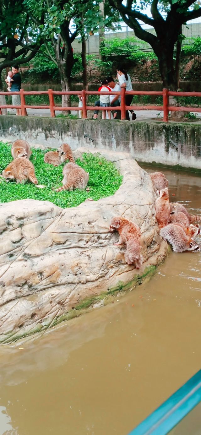 走進香市動物園，開啟一場奇妙的動物王國之旅。