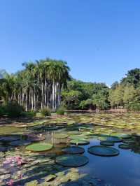 打卡西雙版納中科院植物園