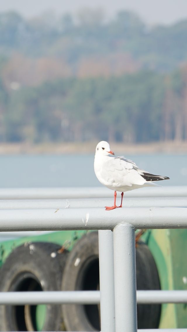 鼋頭渚冬日