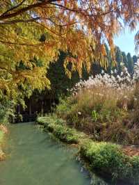 撈魚河公園——樹和鳥的樂土