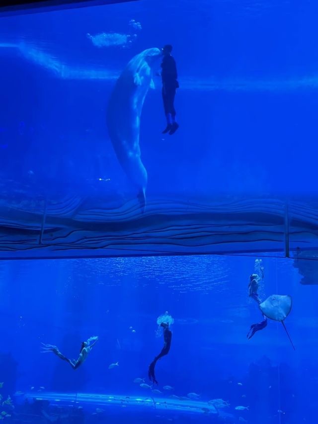 陵水海洋歡樂世界，探索南海秘境的奇妙之旅！