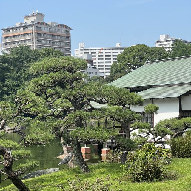 19세기 일본정원에서 산책해볼까요? 도쿄 기요스미 정원에서🍃