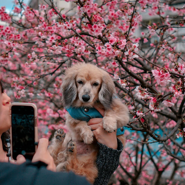 Taiwan’s 🌸 Treasures