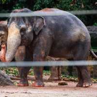 馬來西亞國家動物園：綠蔭樂園，無窮體驗和樂趣