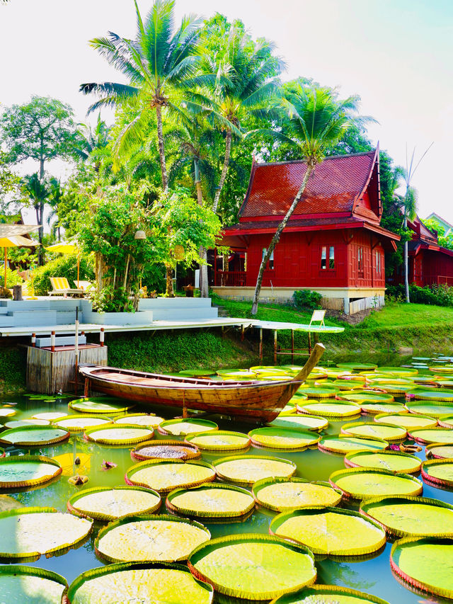 The Famous Ma Doo Bua Phuket🇹🇭