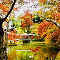 A Journey Through Kodaiji Temple's Fall Splendor