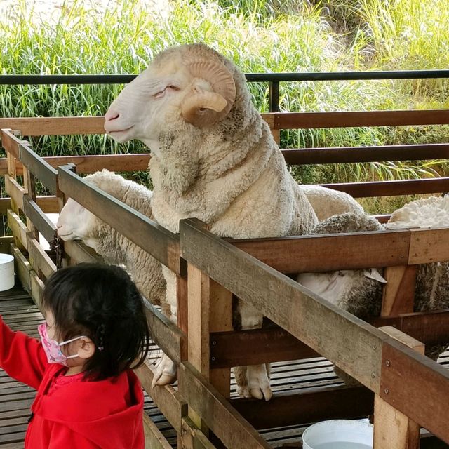 Petting BaBa Black Sheep 🐑 Cameron Highland 