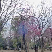 Embracing Tranquility at Ueno Park’s Scenic Avenues!