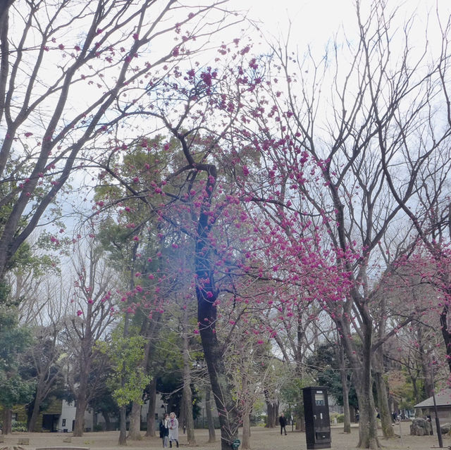 Embracing Tranquility at Ueno Park’s Scenic Avenues!