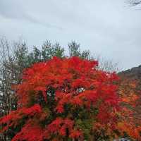 鷹峯山🐨秋色山野的自然🍂🏞️