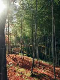 京都嵐山嵯峨野竹林