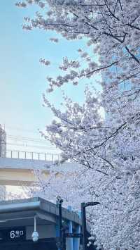 上海魯迅公園的櫻花池裡的春和景明